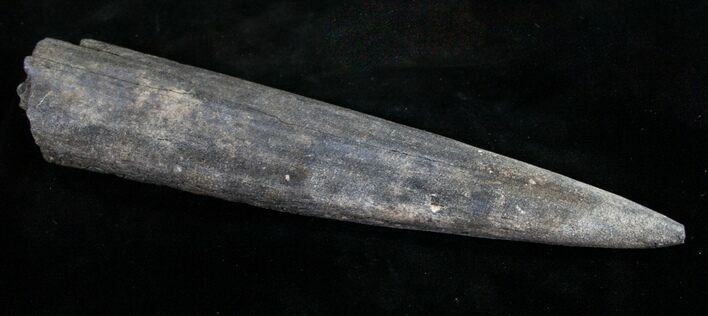 Fossil Marlin (Swordfish) Rostrum - Miocene #9510